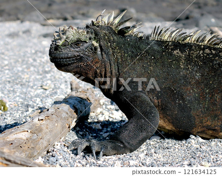 Marine iguanas are the only endemic species of reptile in the world that dives into the sea to feed. Although they have a scary face, they are docile because they are herbivores. Marine iguanas are the only endemic species of reptile in the world that dives into the sea to feed. Although they have a scary face, they are docile because they are herbivores. 121634125