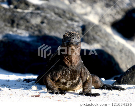 Marine iguanas are the only endemic species of reptile in the world that dives into the sea to feed. Although they have a scary face, they are docile because they are herbivores. Marine iguanas are the only endemic species of reptile in the world that dives into the sea to feed. Although they have a scary face, they are docile because they are herbivores. 121634126