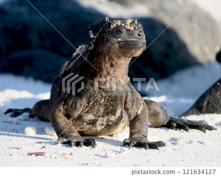 海鬣蜥是世界上唯一潛入海中覓食的特有爬蟲類。 121634127