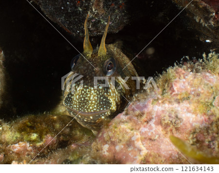 A fish that looks like a frogfish A fish that looks like a frogfish 121634143