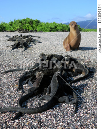 Marine iguanas are the only endemic species of reptile in the world that dives into the sea to feed. Although they have a scary face, they are docile because they are herbivores. 121634154