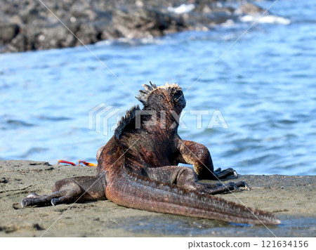 海鬣蜥是世界上唯一潛入海中覓食的特有爬蟲類。 海鬣蜥是世界上唯一潛入海中覓食的特有爬蟲類。 121634156