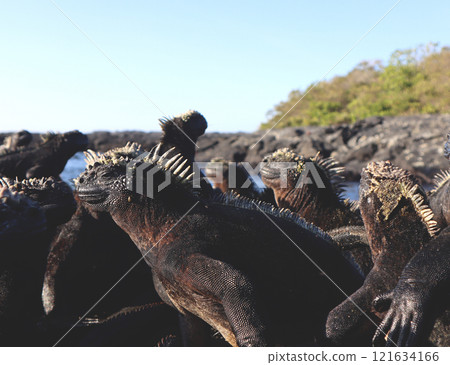 Marine iguanas are the only endemic species of reptile in the world that dives into the sea to feed. Although they have a scary face, they are docile because they are herbivores. 121634166