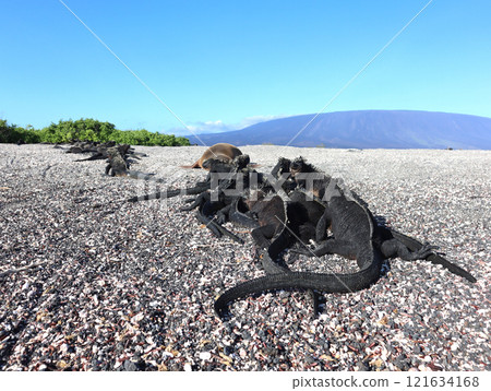 Marine iguanas are the only endemic species of reptile in the world that dives into the sea to feed. Although they have a scary face, they are docile because they are herbivores. 121634168