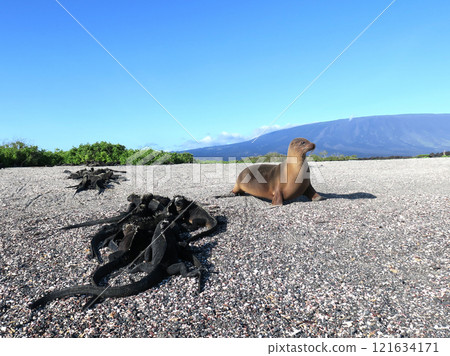 海鬣蜥是世界上唯一潛入海中覓食的特有爬蟲類。 海鬣蜥是世界上唯一潛入海中覓食的特有爬蟲類。 121634171
