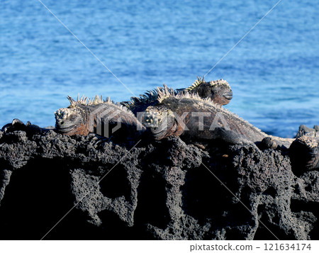 海鬣蜥是世界上唯一潛入海中覓食的特有爬蟲類。 121634174