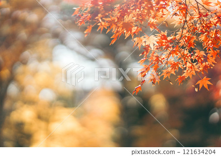 Autumn foliage, red maple leaves (Doho Park, Tsukuba City, Ibaraki Prefecture) Autumn foliage, red maple leaves (Doho Park, Tsukuba City, Ibaraki Prefecture) 121634204