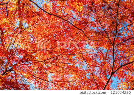 Bright red autumn leaves (Doho Park, Tsukuba City, Ibaraki Prefecture) Bright red autumn leaves (Doho Park, Tsukuba City, Ibaraki Prefecture) 121634220