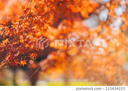Autumn foliage, red maple leaves (Doho Park, Tsukuba City, Ibaraki Prefecture) Autumn foliage, red maple leaves (Doho Park, Tsukuba City, Ibaraki Prefecture) 121634223
