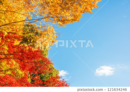 Sky and colorful autumn leaves (Doho Park, Tsukuba City, Ibaraki Prefecture) 121634246