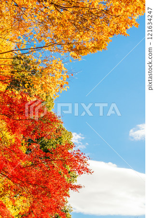 天空與色彩繽紛的秋葉（茨城縣筑波市土峰公園） 121634247