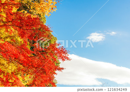Sky and colorful autumn leaves (Doho Park, Tsukuba City, Ibaraki Prefecture) 121634249