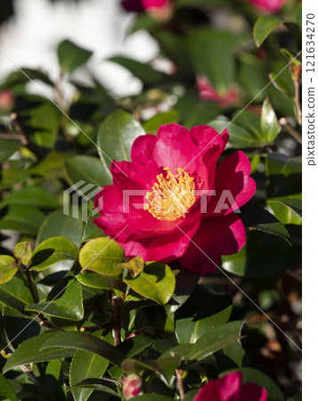 生動的山茶花開花 生動的山茶花開花 121634270