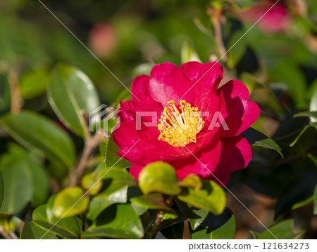 生動的山茶花開花 生動的山茶花開花 121634273