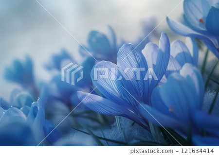 Spring flowers of blue crocuses on sun light flare .generative ai 121634414