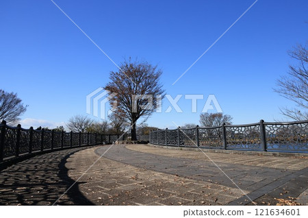 在埼玉縣白岡市的桐山沼澤的風景 121634601