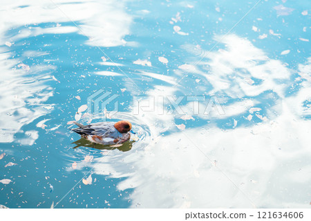 Ducks floating on the beautiful blue water (Doho Park, Tsukuba City, Ibaraki Prefecture) 121634606