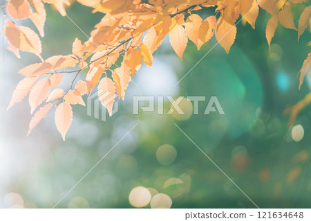 被燈光照亮的紅葉((茨城縣筑波市土峰公園)) 被燈光照亮的紅葉((茨城縣筑波市土峰公園)) 121634648