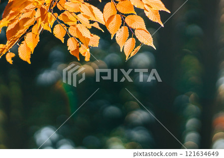 被燈光照亮的紅葉((茨城縣筑波市土峰公園)) 被燈光照亮的紅葉((茨城縣筑波市土峰公園)) 121634649