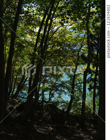 Biwa Pond seen through the trees Biwa Pond seen through the trees 121634802
