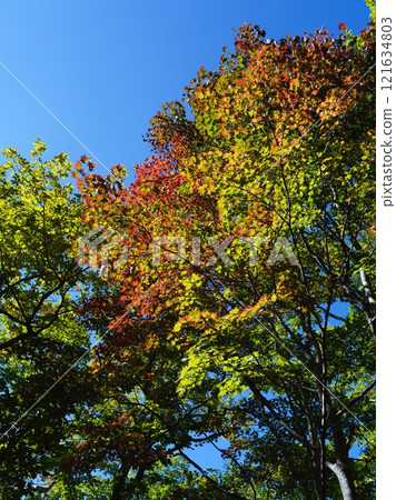 Maple leaves starting to change color Maple leaves starting to change color 121634803