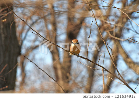 Bird (Shrike) 121634912