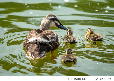 Parent and child of kalgamo 121634926