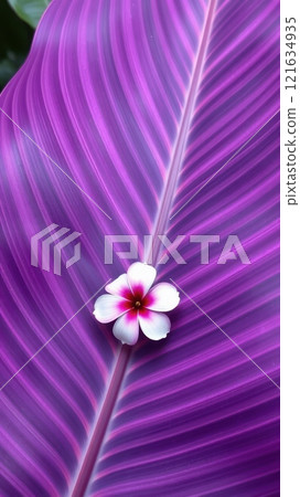 A single white flower with a pink center sits on a purple leaf with prominent veins 121634935