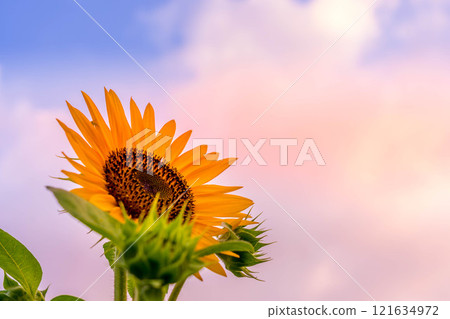 Sunset sky and sunflowers 121634972