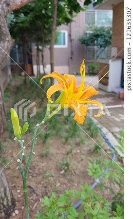 Oriental columbine Oriental columbine 121635307