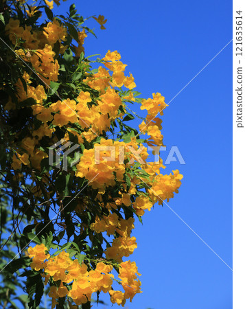 Yellow trumpet bush, flowering shrub and medical herb growing in Thailand. Yellow trumpet bush, flowering shrub and medical herb growing in Thailand. 121635614