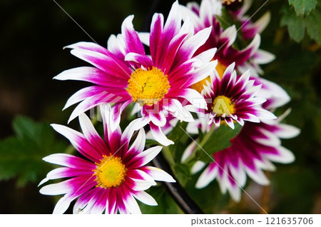 雛菊花 雛菊花 121635706