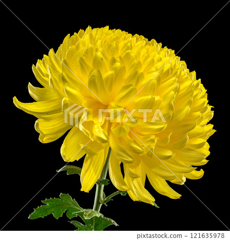 Yellow Chrysanthemum on black Background Yellow Chrysanthemum on black Background 121635978