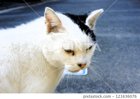 cat sitting on the road 121636076