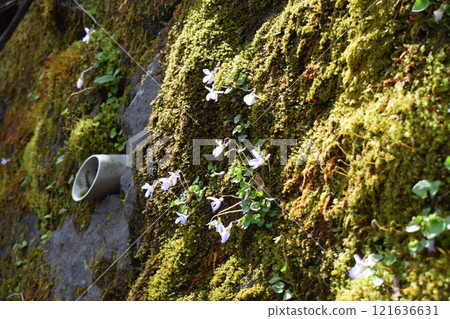 長滿青苔的岩石上的花朵 121636631