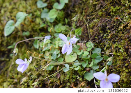 Flowers growing on mossy rocks Flowers growing on mossy rocks 121636632