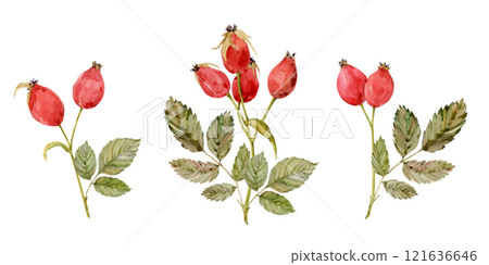 Watercolor dog-rose Briar set, berries and green leaves isolated on white background. Hand drawn botanical briar brunches. Clipart for herbal tea label. Watercolor dog-rose Briar set, berries and green leaves isolated on white background. Hand drawn botanical briar brunches. Clipart for herbal tea label. 121636646