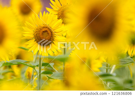 A healthy sunflower 121636806