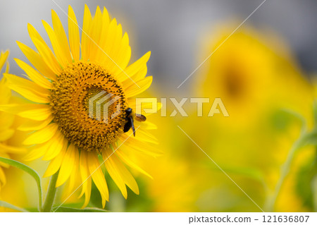 Sunflower shining in the summer sun 121636807