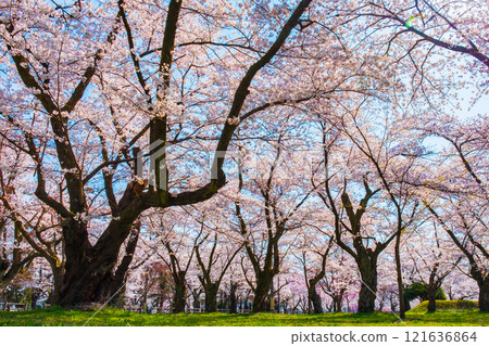 Muramatsu公園的櫻花 Muramatsu公園的櫻花 121636864