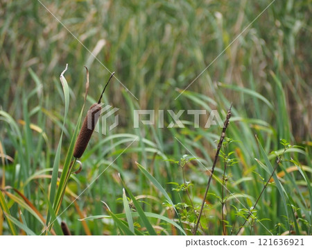 Gama的耳朵 121636921