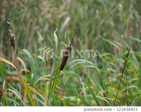 Ear of the Gama Ear of the Gama 121636923