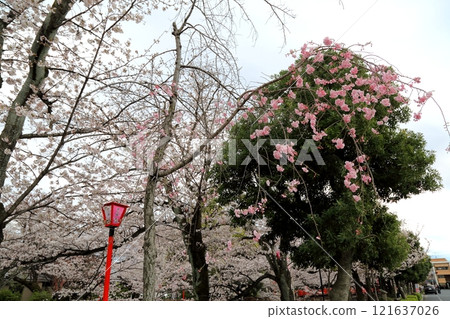 A stroll along the Mizumon River with cherry blossoms in full bloom (Ogaki City, Gifu Prefecture) ・85 121637026