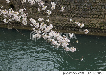 櫻花盛開的水門川漫步（岐阜縣大垣市）・117 121637050