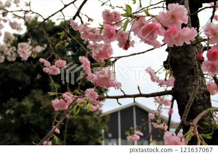 櫻花盛開的水門川漫步（岐阜縣大垣市）・100 121637067
