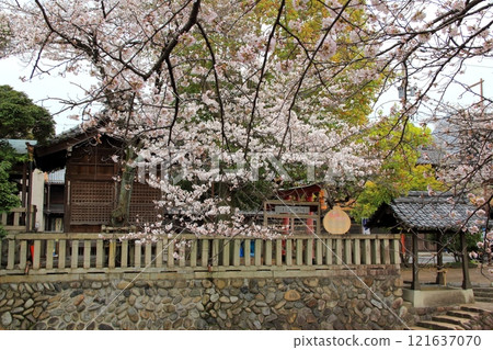 櫻花盛開的水門川漫步(岐阜縣大垣市)・97 櫻花盛開的水門川漫步(岐阜縣大垣市)・97 121637070