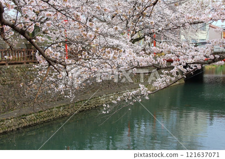 櫻花盛開的水門川漫步(岐阜縣大垣市)・96 櫻花盛開的水門川漫步(岐阜縣大垣市)・96 121637071