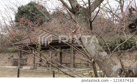 冬天的原始風景 冬天的原始風景 121637418