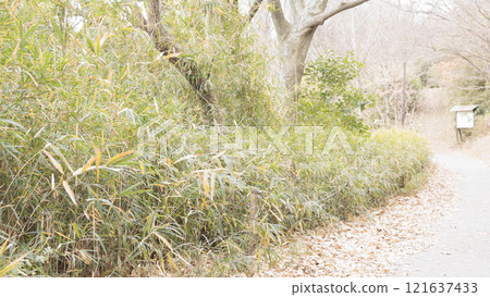 冬天的原始風景 121637433