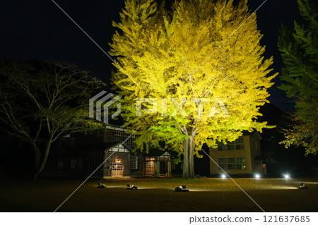 Ginkgo tree illumination 121637685